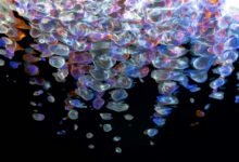 fusion flow digital horizon